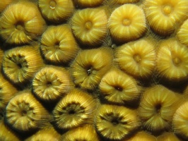 17 Great Star Coral IMG 3900